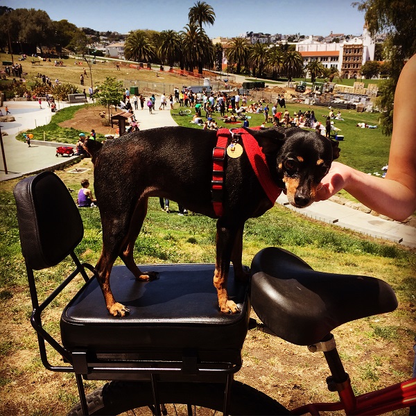 kiwi dog posing with the newest bike seat backrest